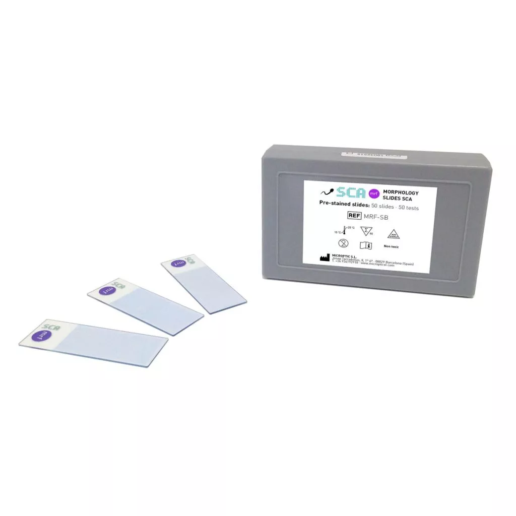 Morphology Slides SCA